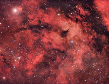 Cygnus